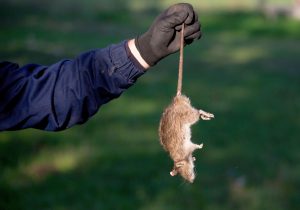 Un rat piégé par notre technicien