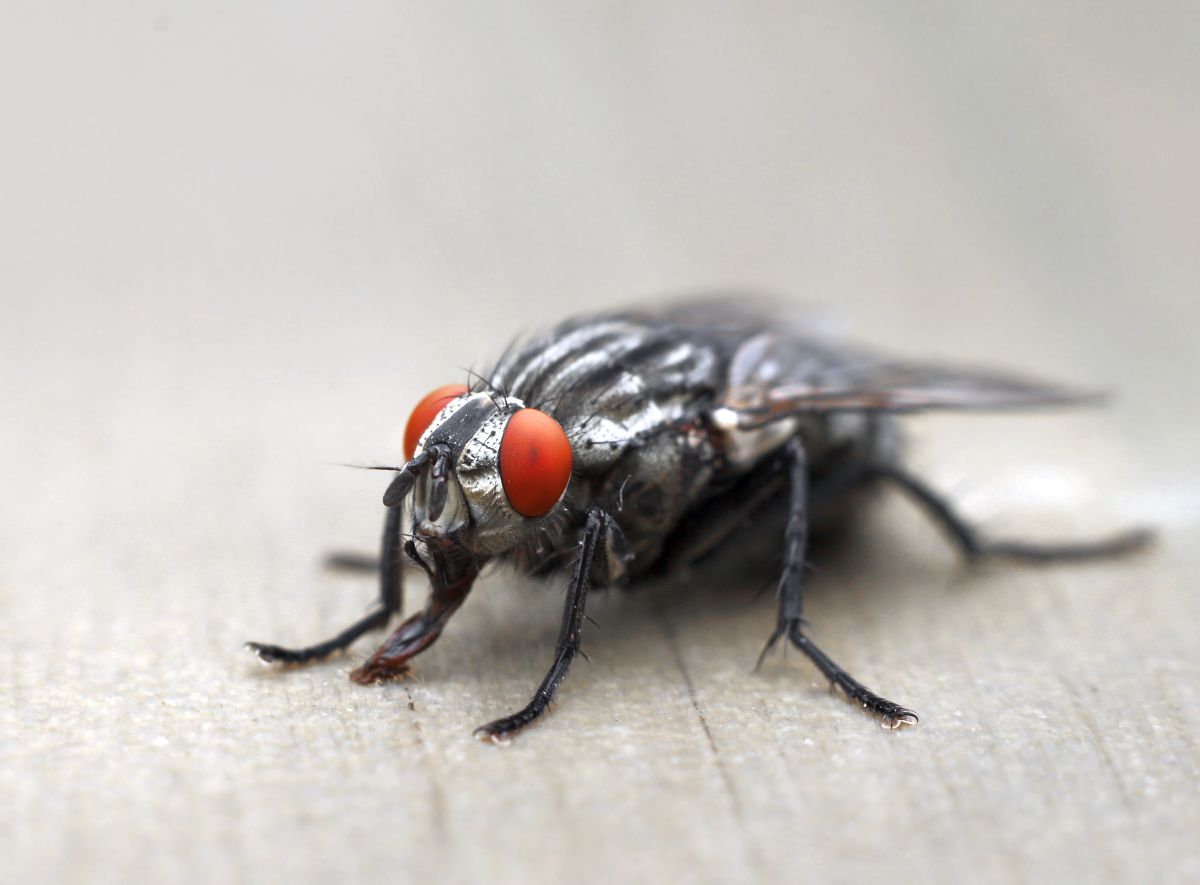 Les moucherons : Comment les prévenir ou s'en débarrasser