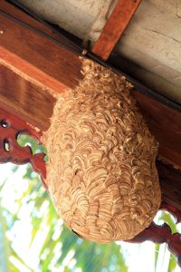 Un nid de frelon asiatique