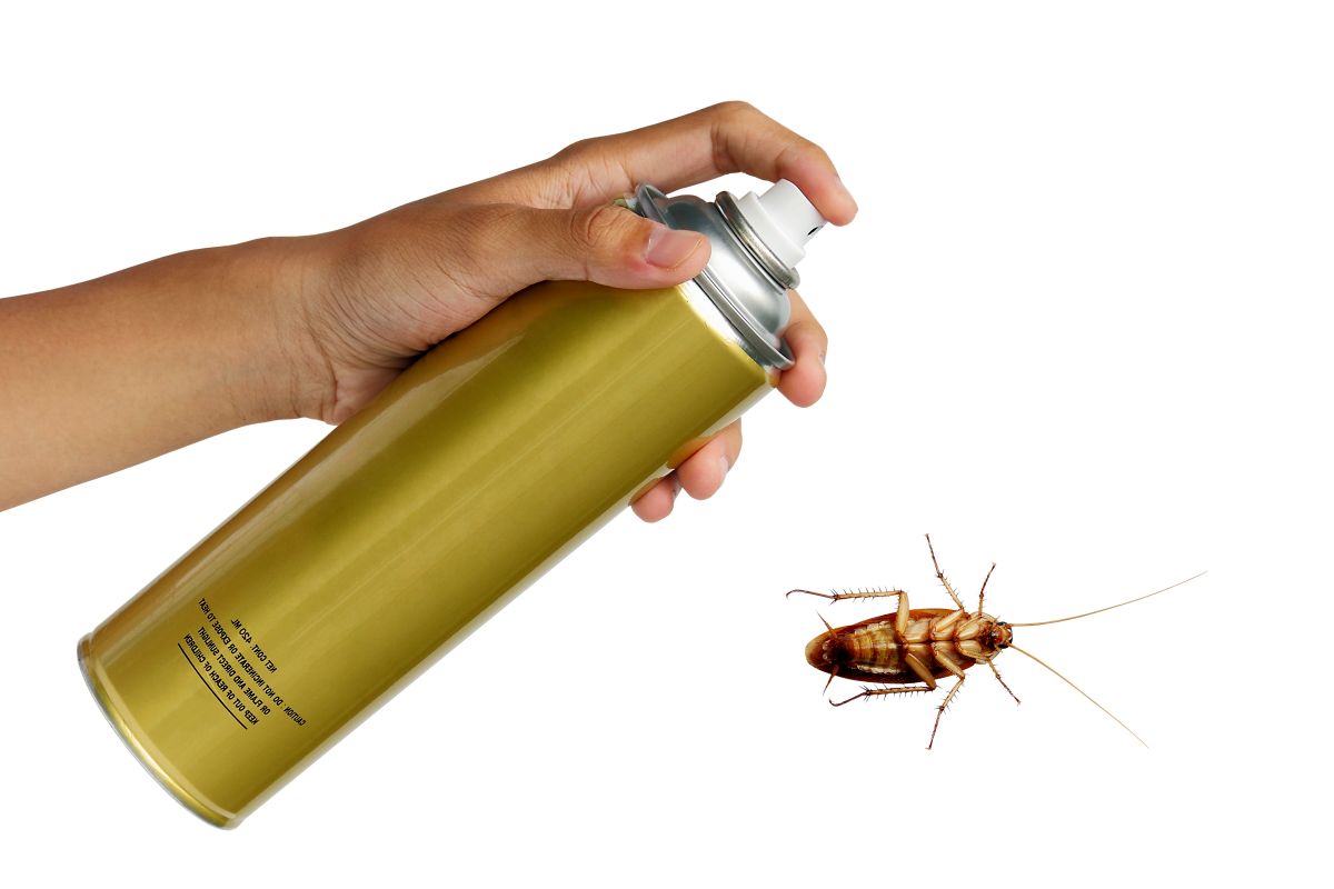 Produit insecticide professionnel contre les blattes et les cafards