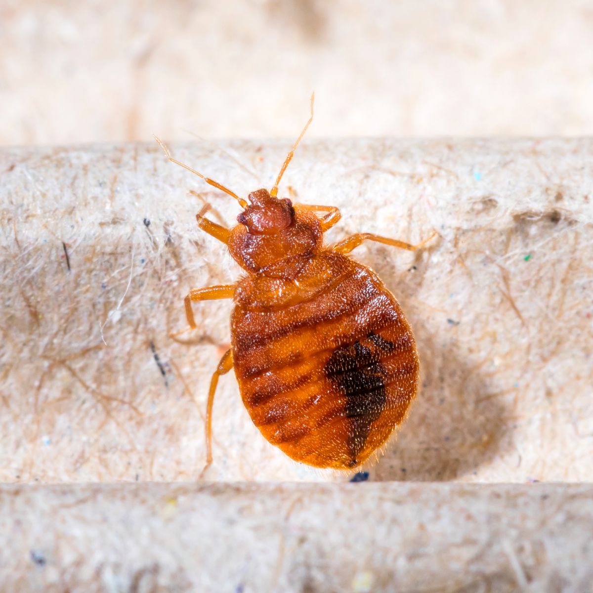 DETECT PUNAISE, piège de détection anti punaise de lit