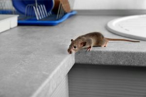 Une souris grise dans une cuisine