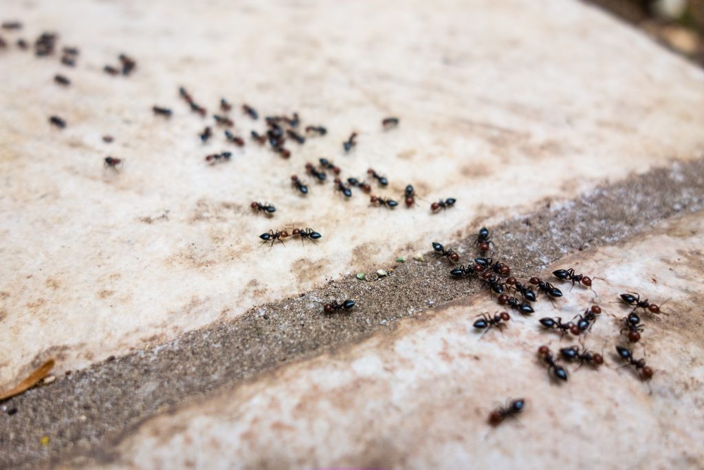 fourmis en ligne