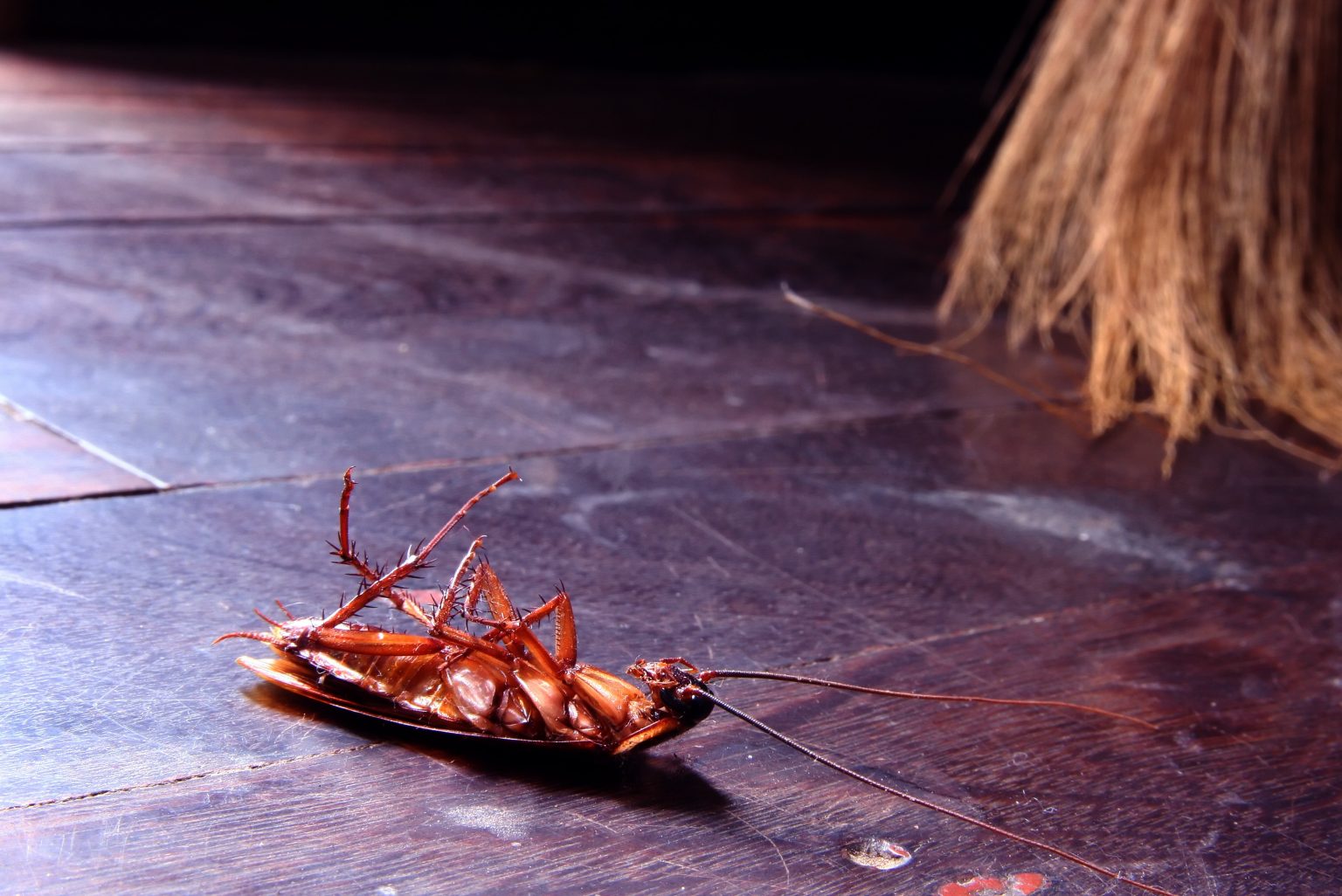 30 Pièges à Cafards Non Toxiques - Détection Physique Par Adhésion - Sans Insecticide, Sans Odeur - Pour Surveillance Maison - 8
