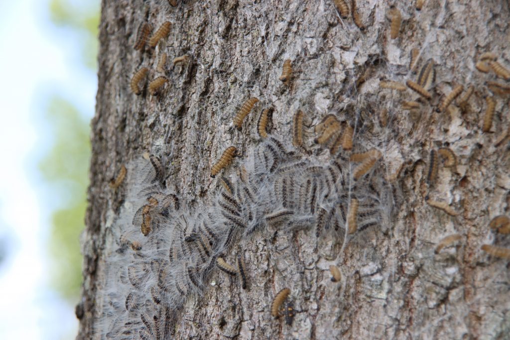 Des chenilles processionnaires sur un arbre