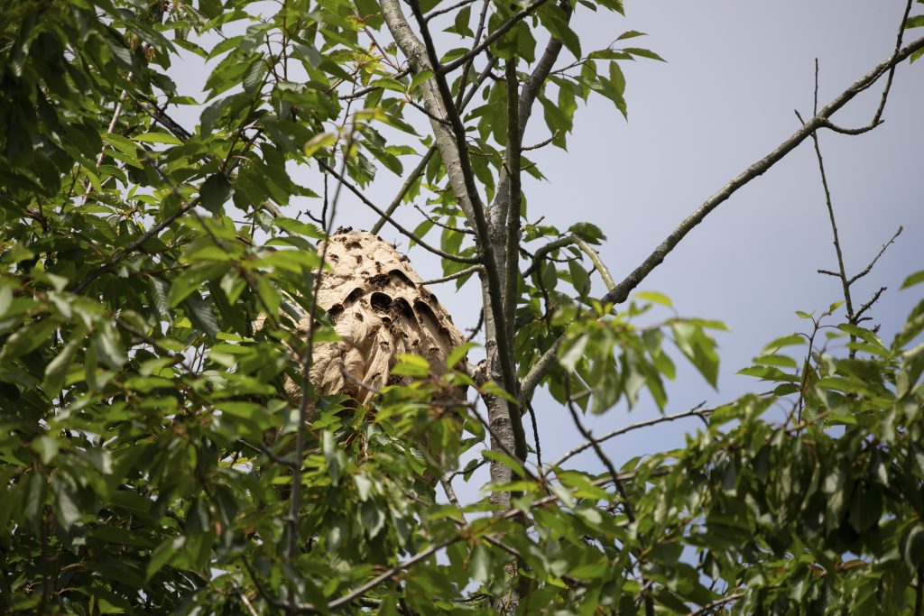 nid de frelons dans un arbre