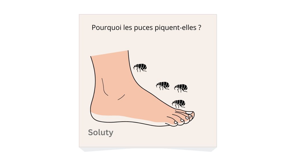 Pourquoi les puces mordent ou piquent-elles ? Comprendre leur comportement hématophage
