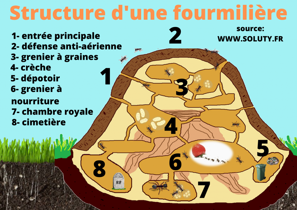 Coupe transversale d'une fourmilière