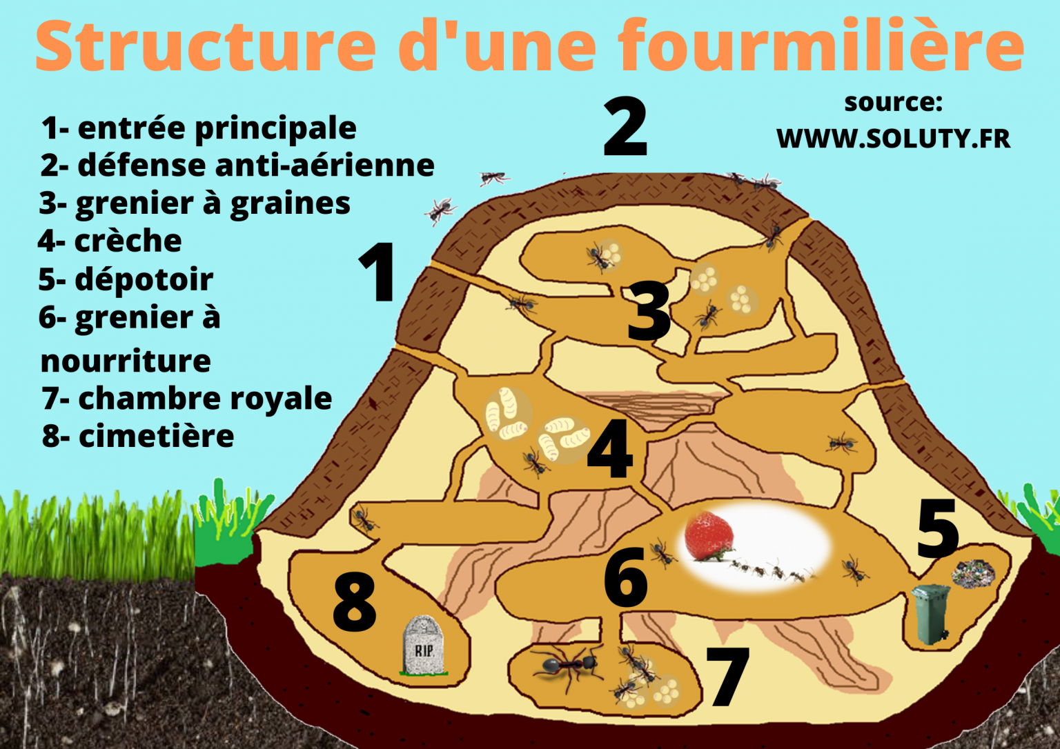 Quel est structurelle d’une colonie de fourmis ? SOLUTY