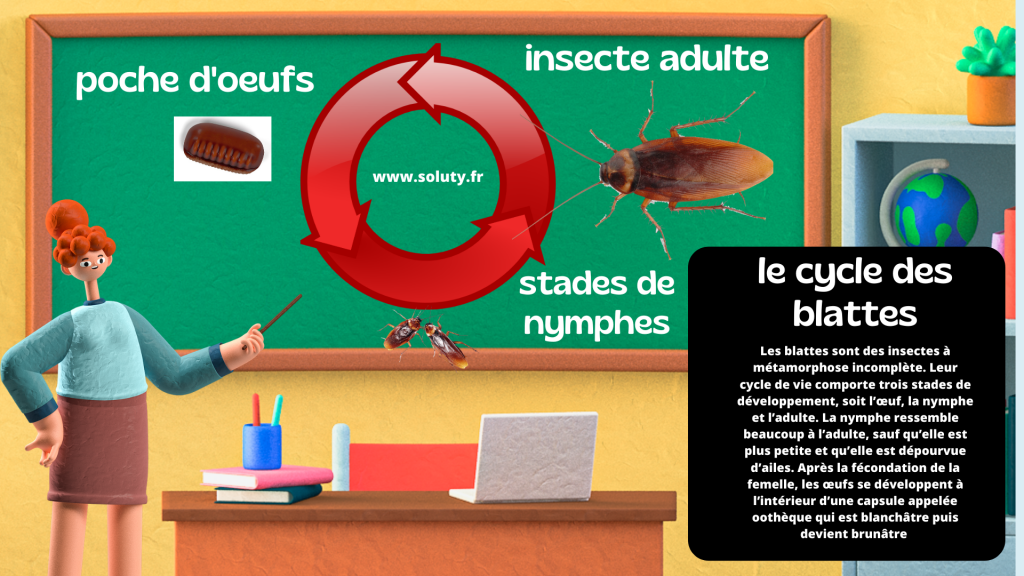 le cycle des blattes-cafards