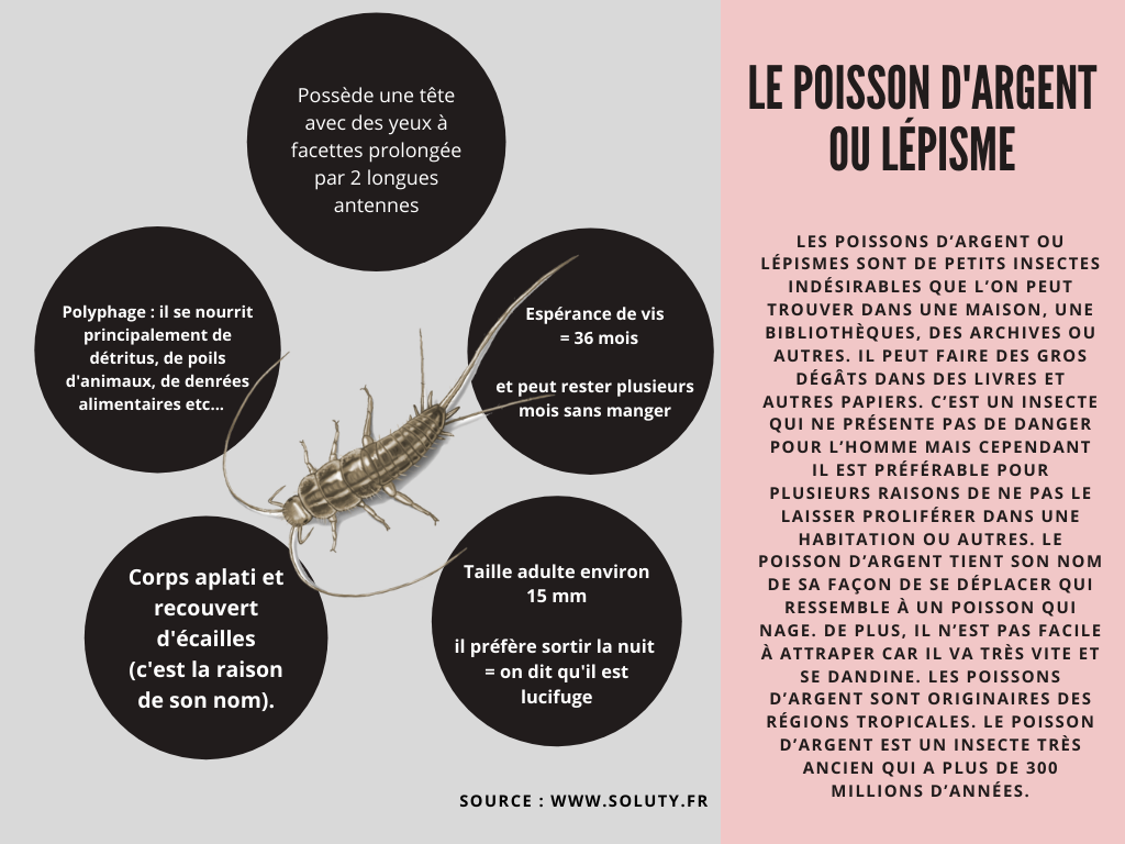 Le lépisme ou poisson d'argent.