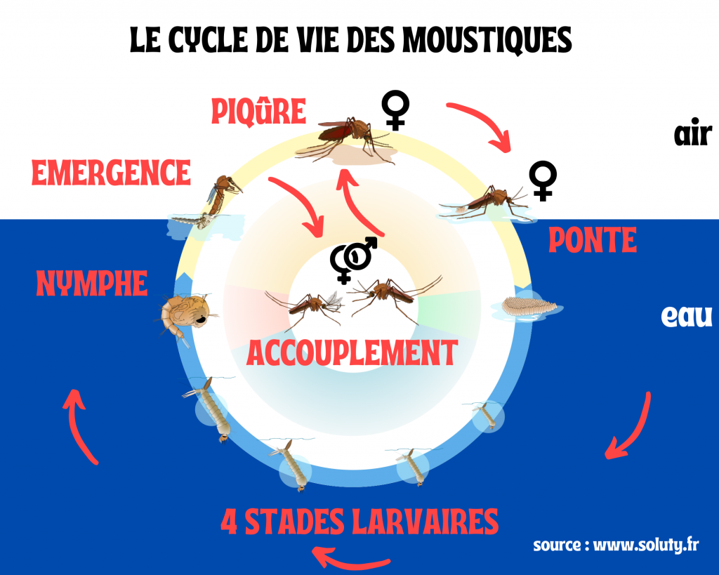 Le cycle de vie des moustiques