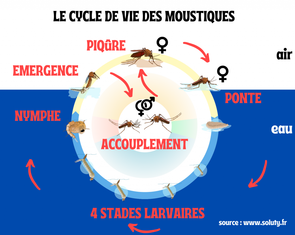 Une bactérie inoculée au moustique pour lutter contre la dengue