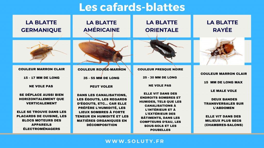Différences entre espèces de blattes-cafards