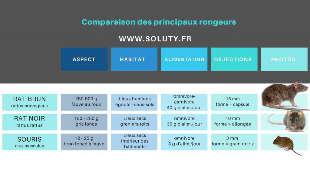 Tableau les différents rongeurs