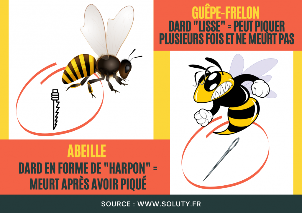 Différence anatomique du dard entre abeilles et les guêpes.