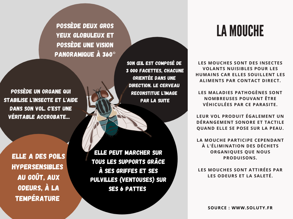 La mouche : un insecte avec de grandes capacités.