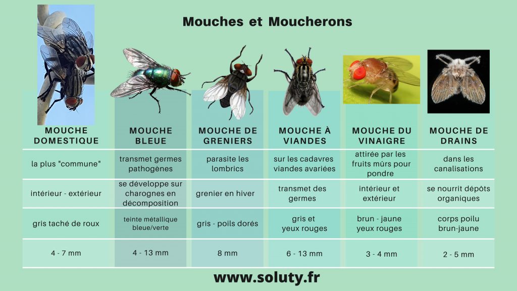 Comment se débarrasser des mouches et moucherons dans votre