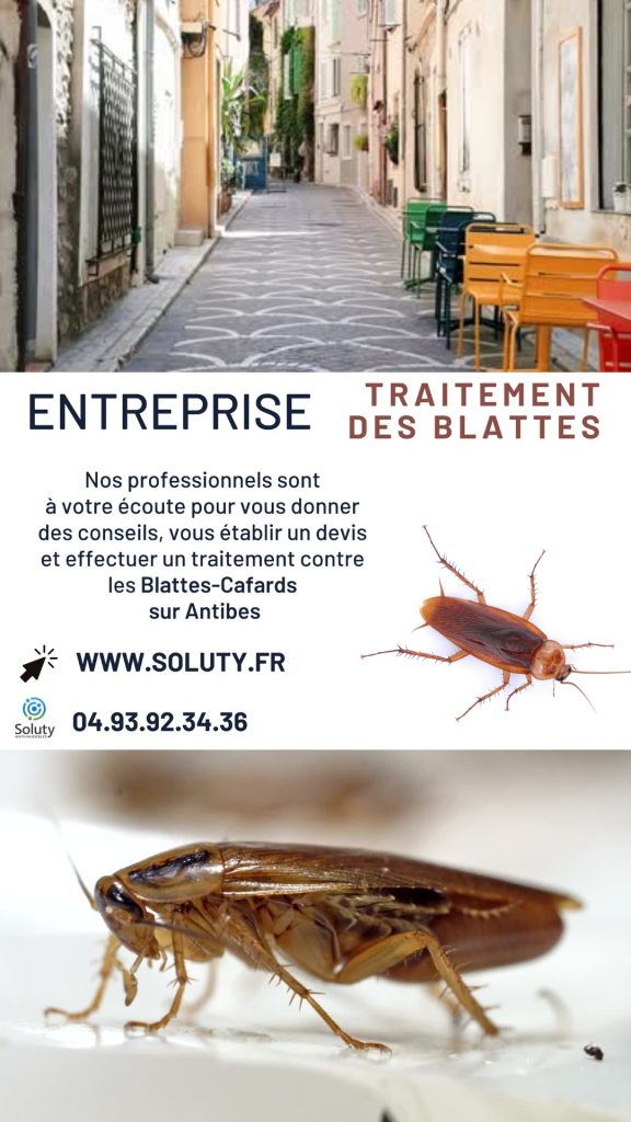 Entreprise de traitement anti cafards et blattes à Antibes