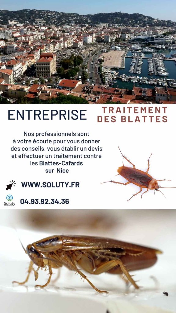 Entreprise de traitement anti cafards et blattes à Cannes