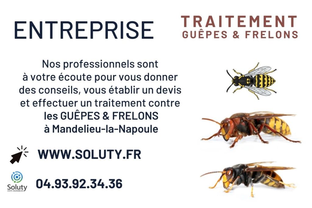 Destruction des nids de guêpes et frelons à Mandelieu-la-Napoule