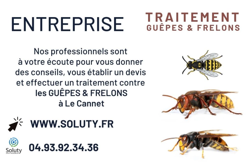 Destruction des nids de guêpes et frelons à Le Cannet