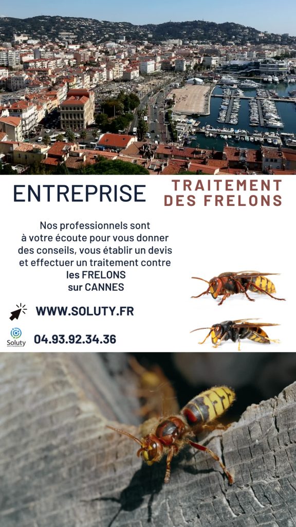 Destruction des nids de guêpes et frelons à Cannes