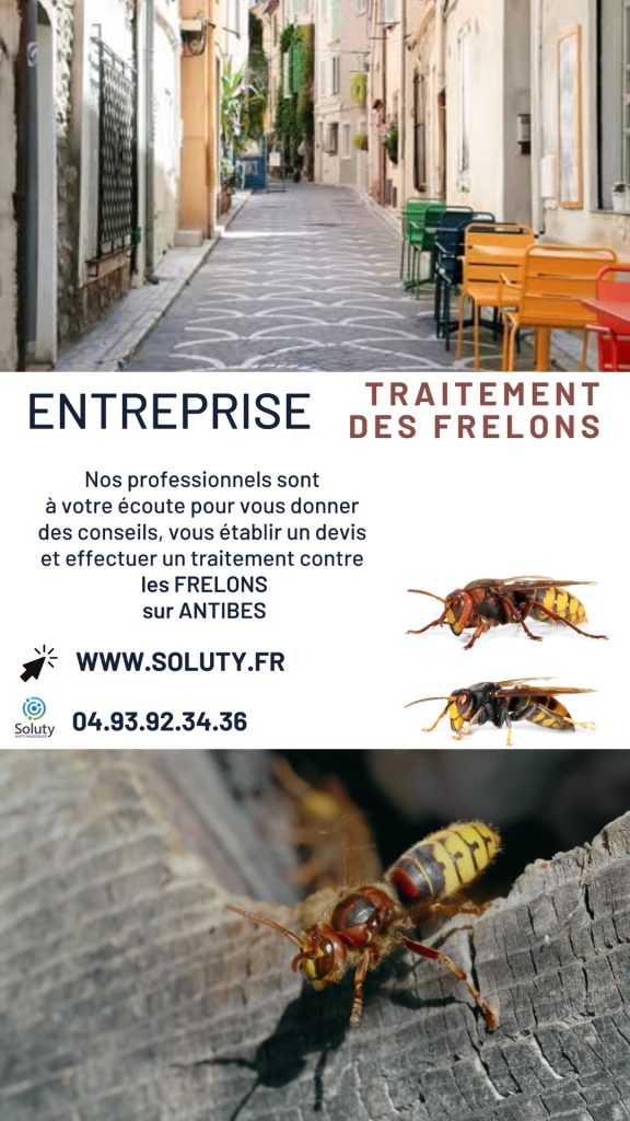 Destruction des nids de guêpes et frelons à Antibes