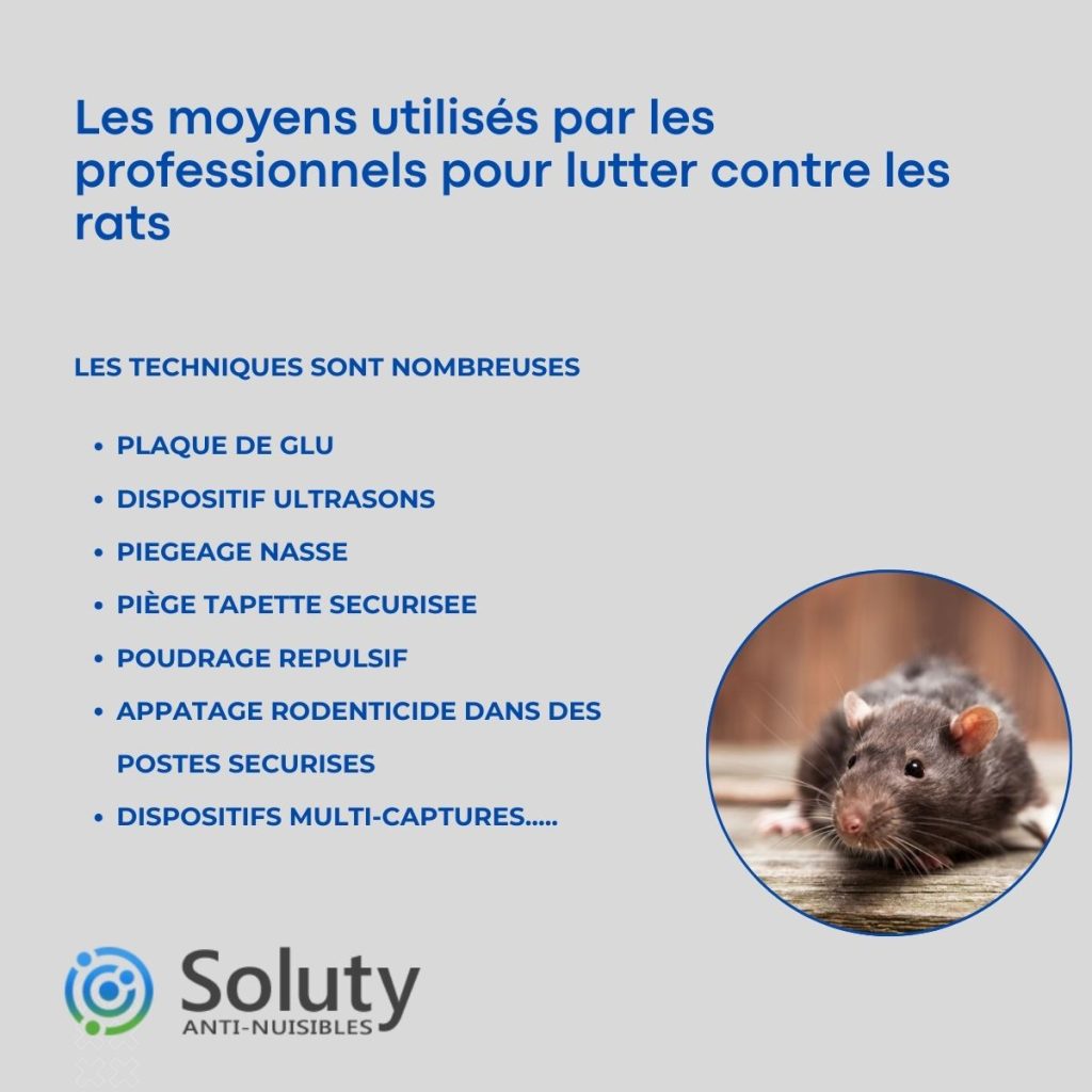 les techniques de dératisation à Vallauris