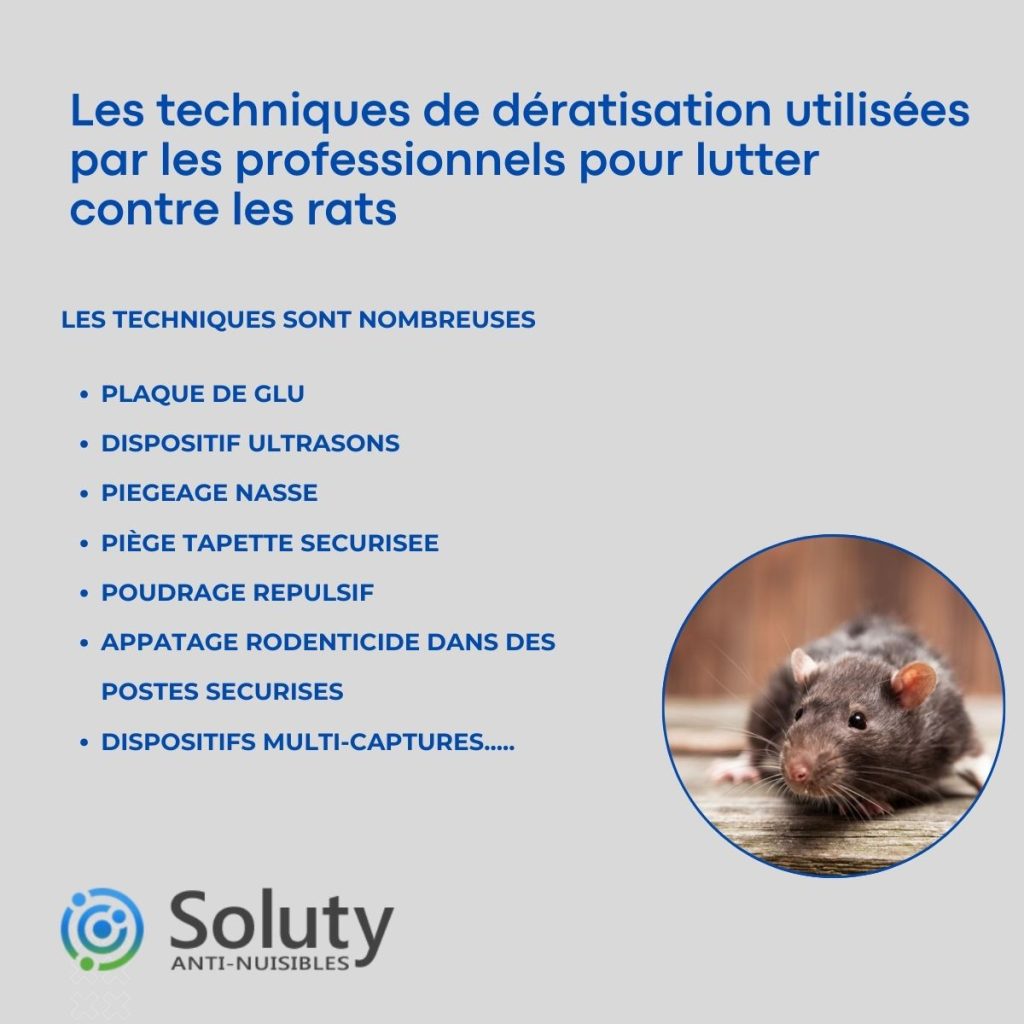 Les traitements contre les rongeurs : rats et souris à Cagnes-sur-Mer