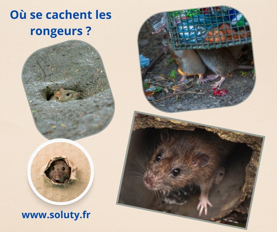 Où se cachent les rongeurs : rats et souris dans votre environnement à Cannes ?