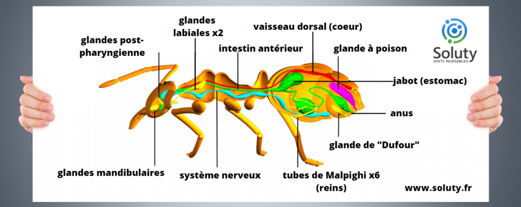 anatomie fourmi