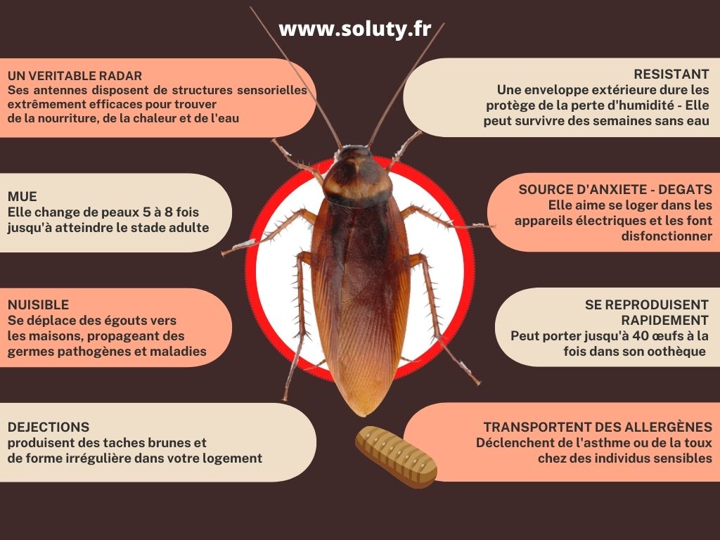 Traitement anti cafards et blattes Nice et Alpes-Maritimes (06) - SOLUTY