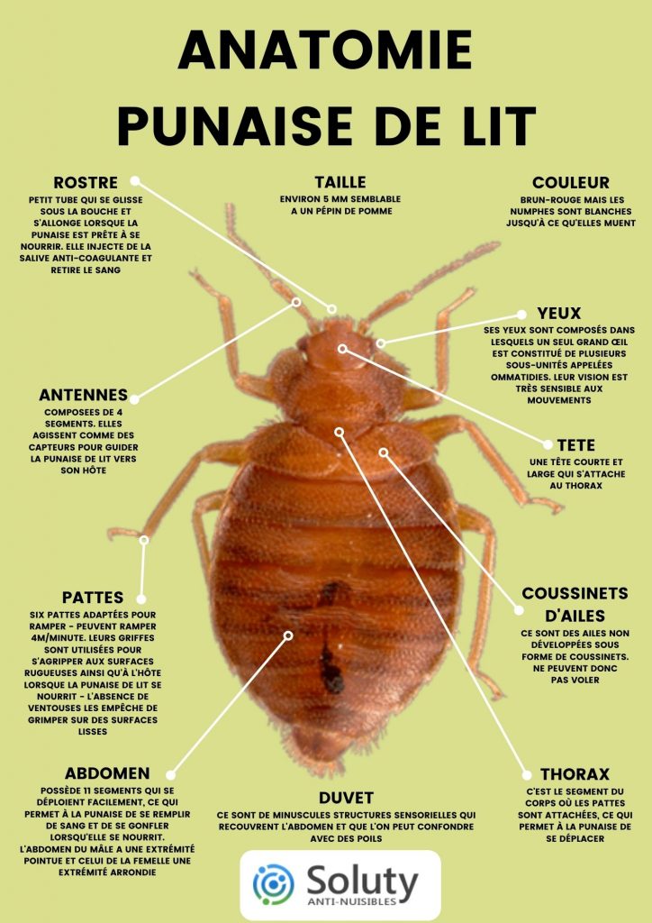 Punaises de lit : traitements, symptômes et causes