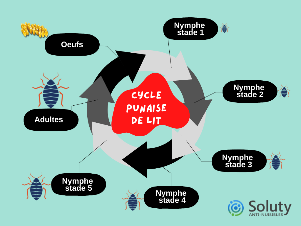 Cycle de vie de la punaise de lit 