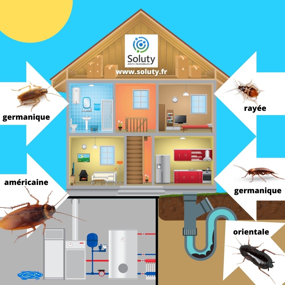 les différents cafards au sein de votre logement et leur zone de prédilection