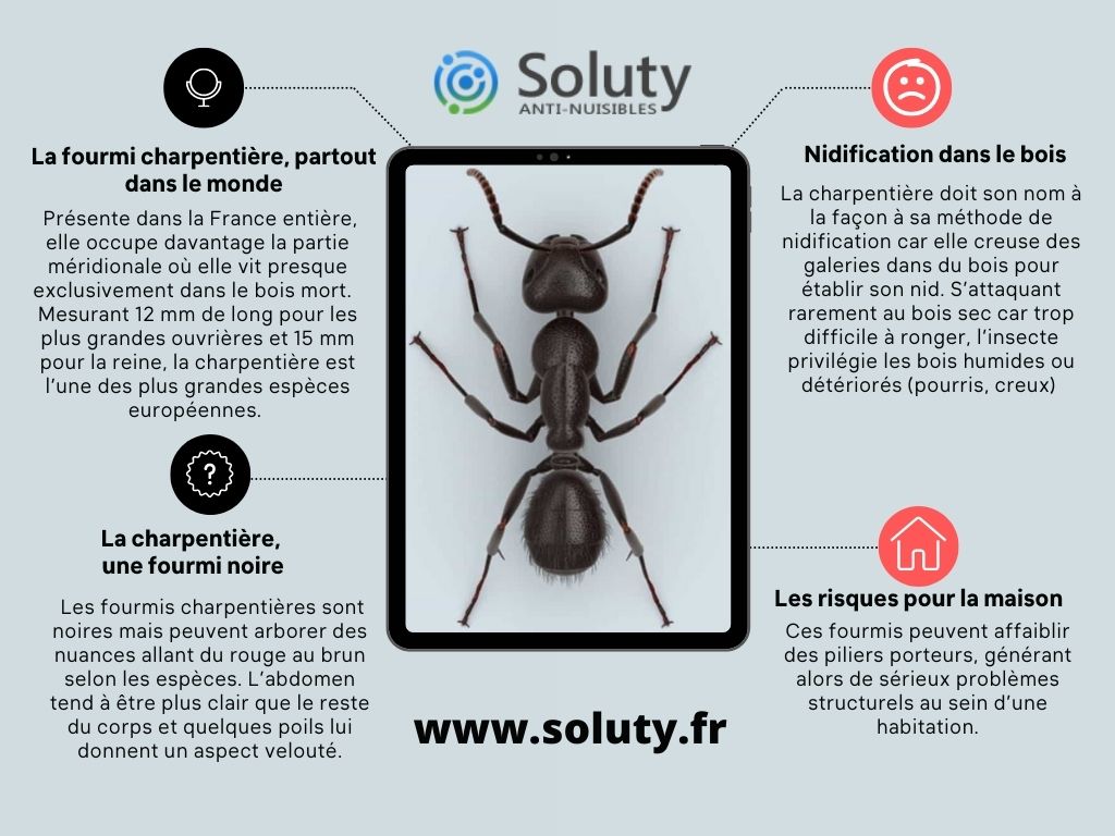 Quelles sont les espèces de fourmis courantes en France ? - SOLUTY