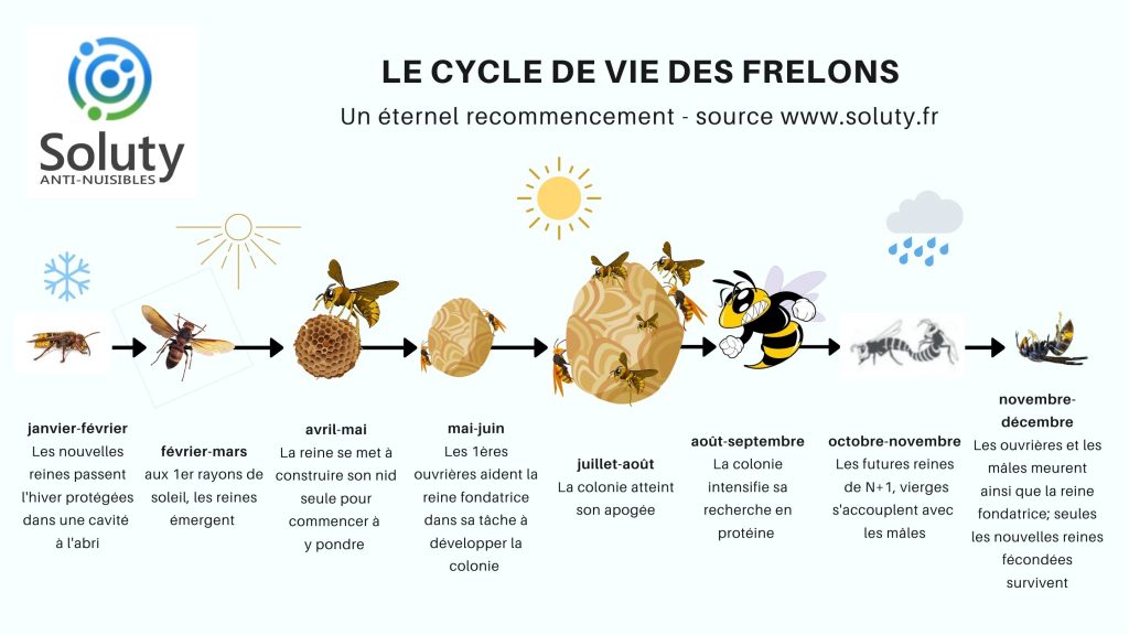 Les oiseaux se sont adaptés aux frelons asiatiques 