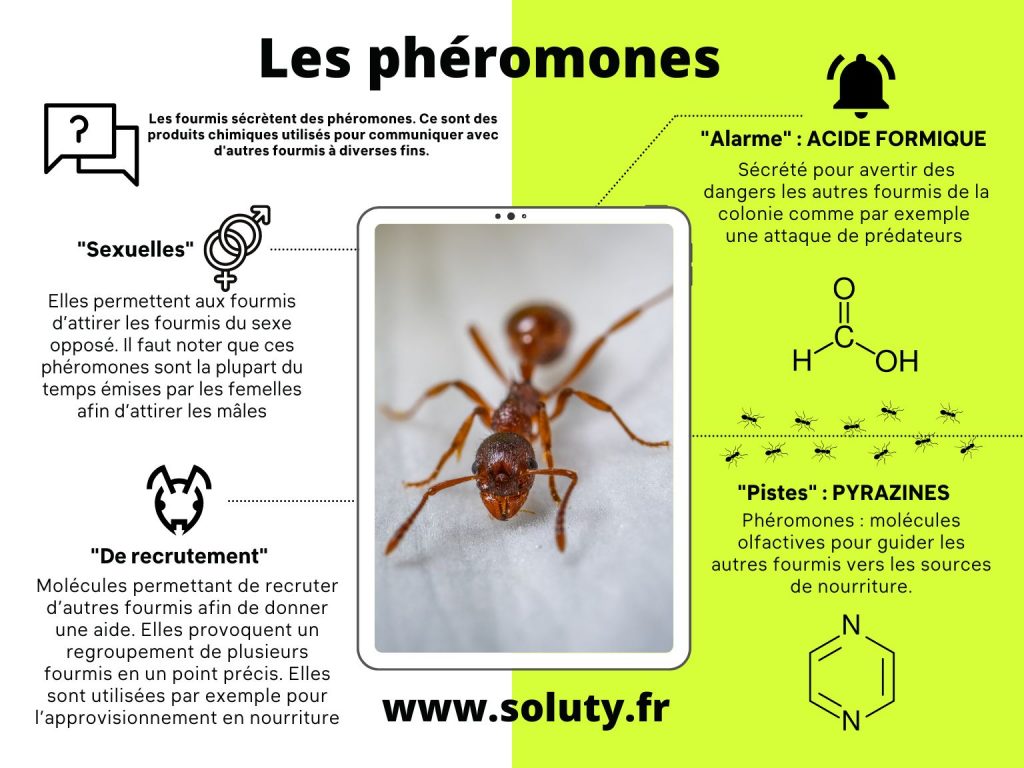 Les phéromones chez les fourmis