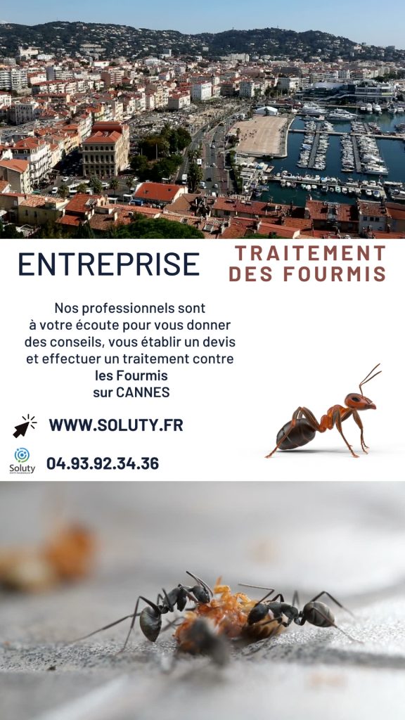 Entreprise de traitement des fourmis à Cannes