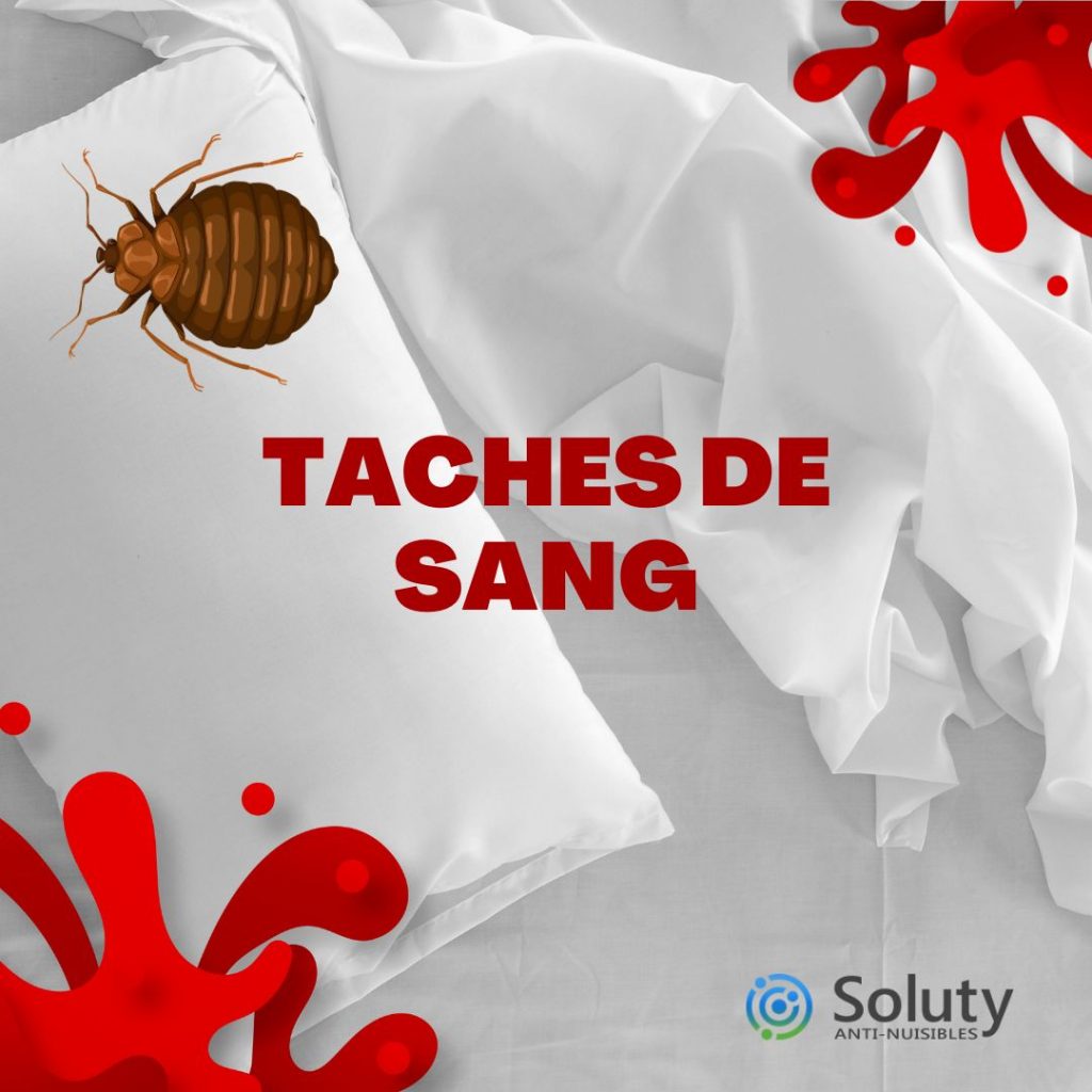 taches de sang des punaises de lit