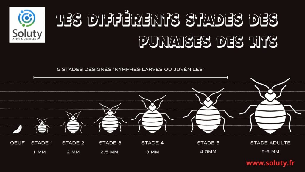 les différents stades des punaises de lit
