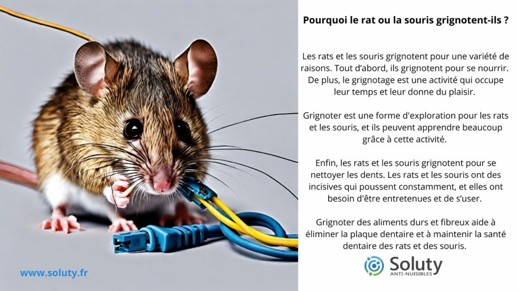 pourquoi le rat ronge ?