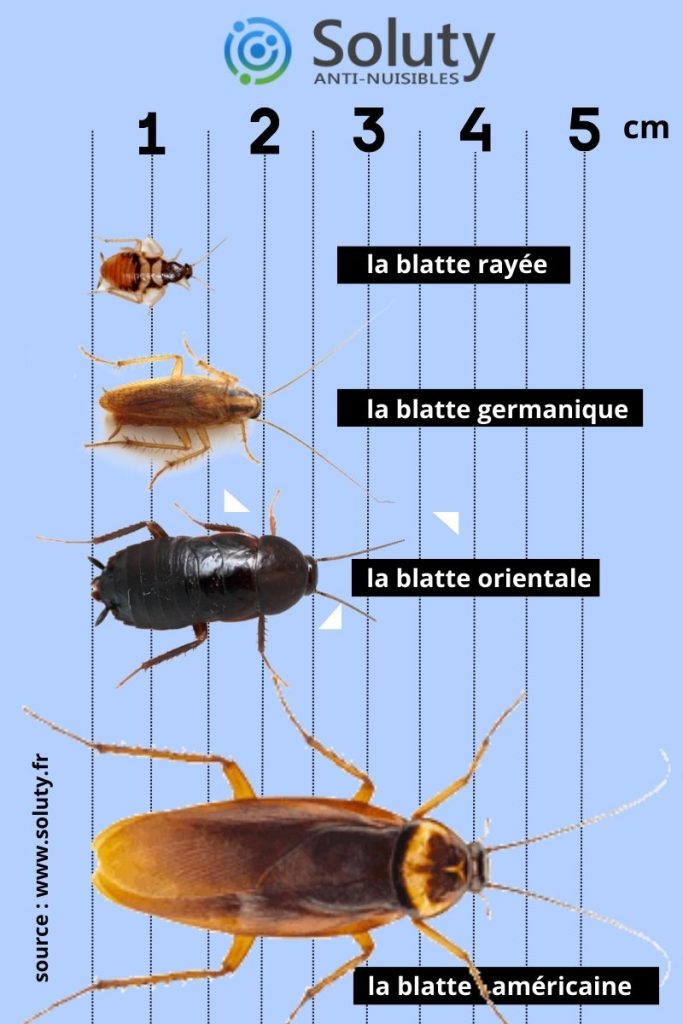 les espèces de blattes