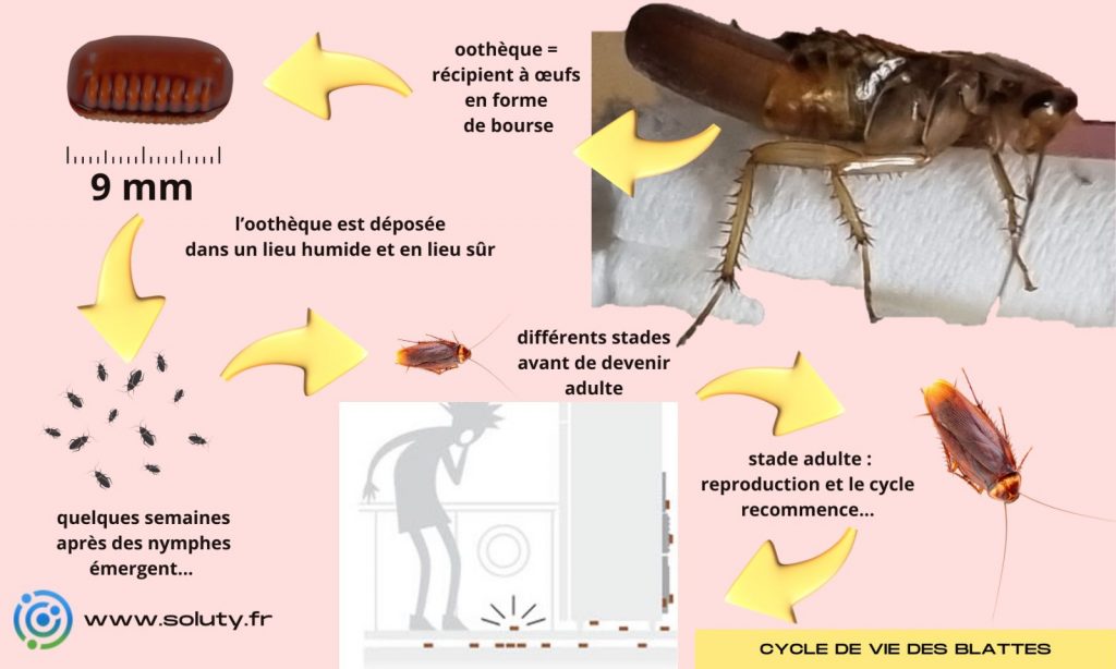 le cycle de vies des blattes