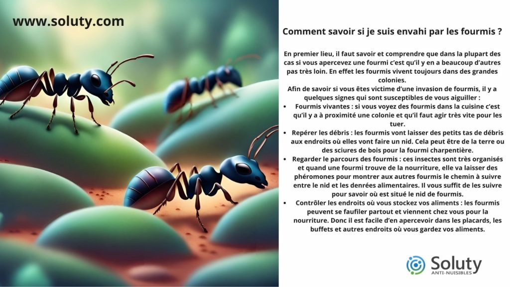 comment savoir si je suis envahi par les fourmis