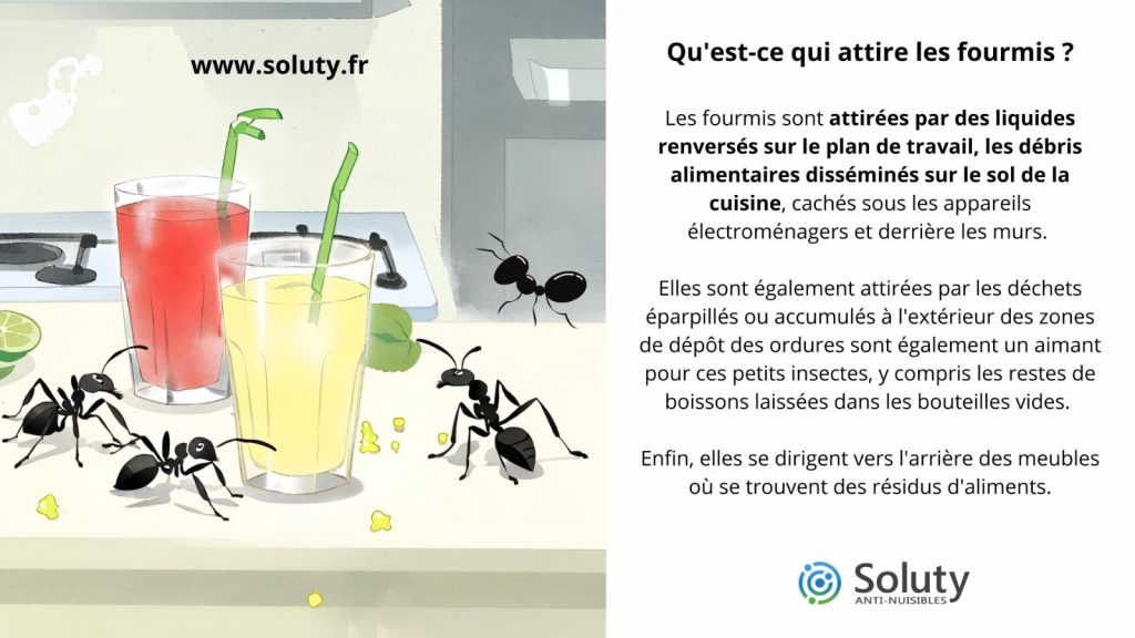 qu'est-ce-qui attire les fourmis chez moi