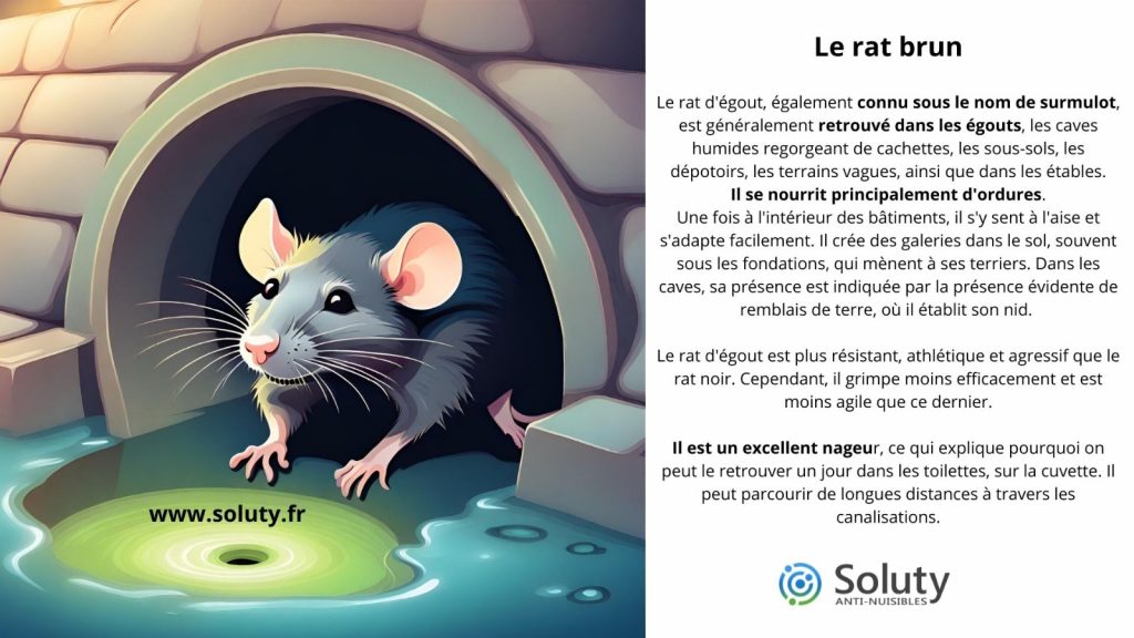 la rat brun