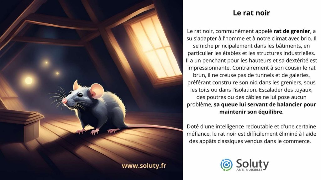 le rat noir