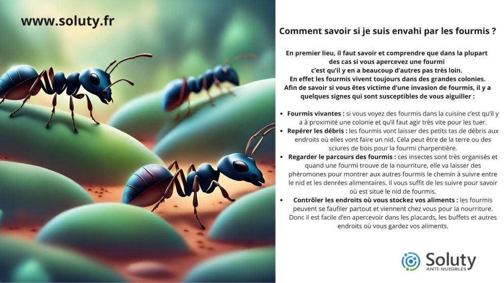 comment savoir si je suis envahi de fourmis ?